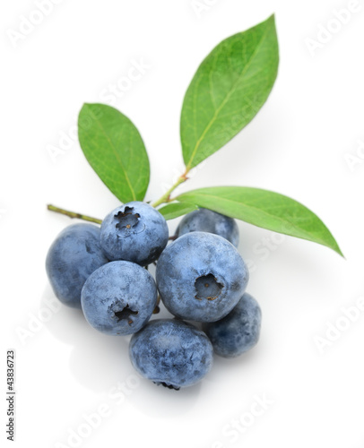 Obraz na płótnie Close up of a blueberry twig