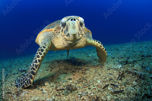Sea Turtle  Hawksbill 