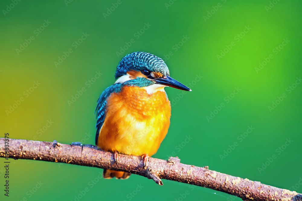 Fototapeta premium Kingfisher (Alcedo atthis)