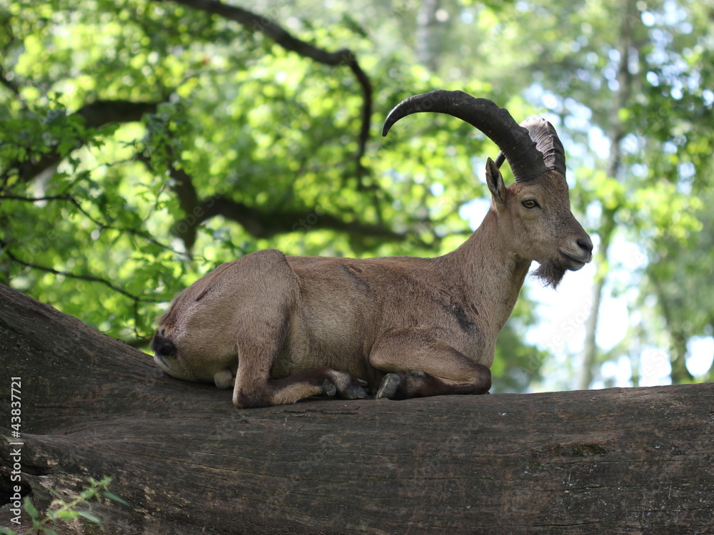 Westkaukasischer Steinbock Westkaukasischer Steinbock