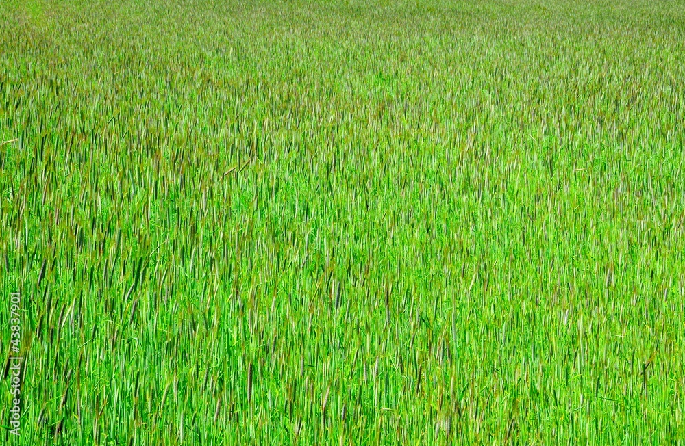 Lush grass background