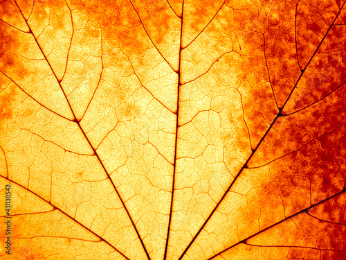 Autumnal background - macro of a colorful maple leaf