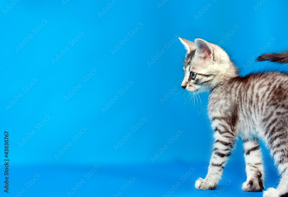 Obraz premium gray kitten