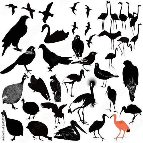 birds on a white background, isolated vector