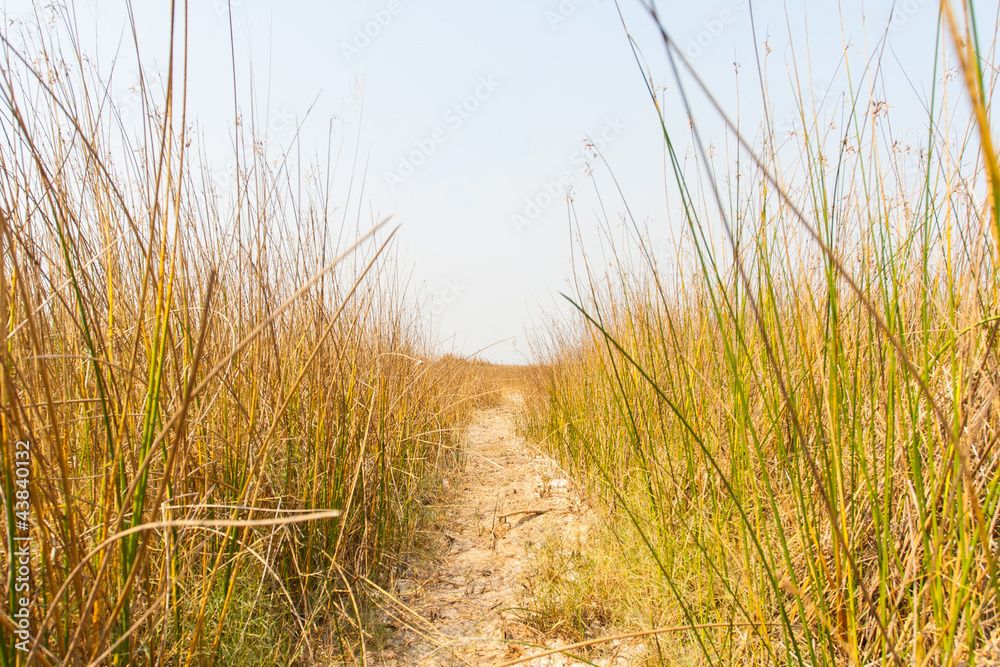 Fototapeta premium footpath in dry grass field