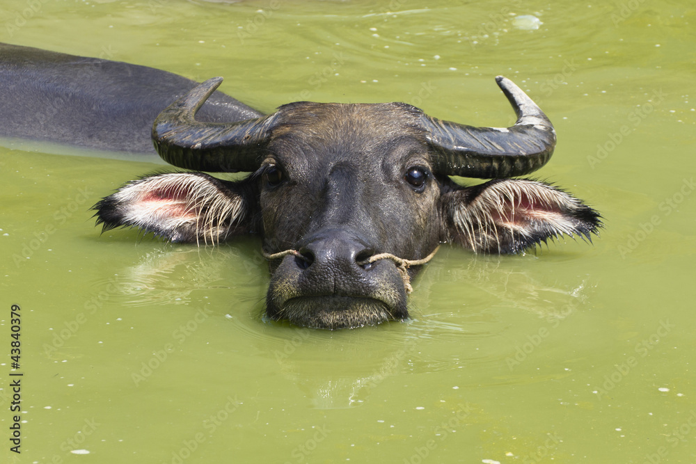 Búfalo de agua Búfalo de agua