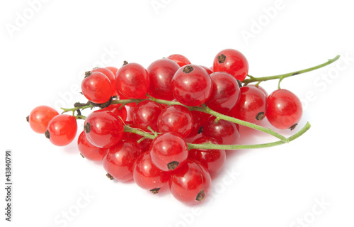 red currant isolated