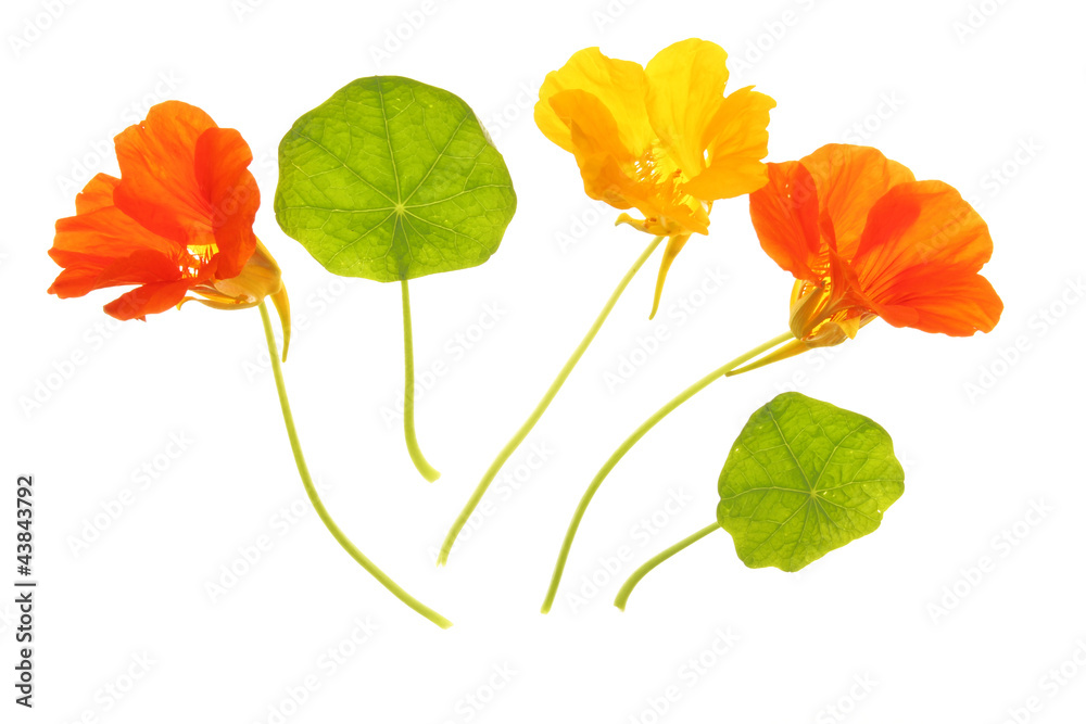Kapuzinerkresse - Tropaeolum majus Kapuzinerkresse - Tropaeolum majus
