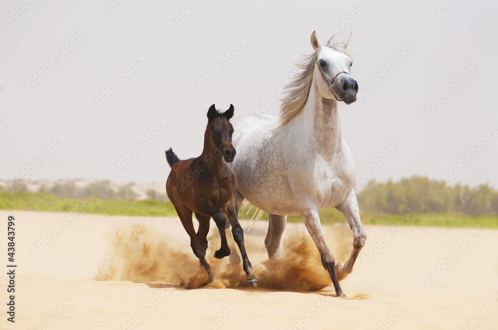 Arabian Mare and foal in desert