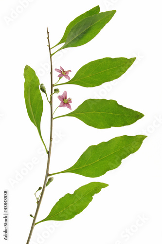 Goji - Lycium barbarum