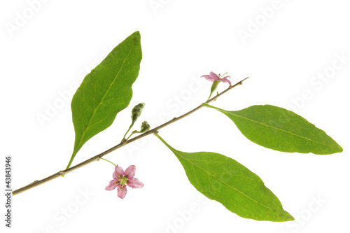 Goji - Lycium barbarum