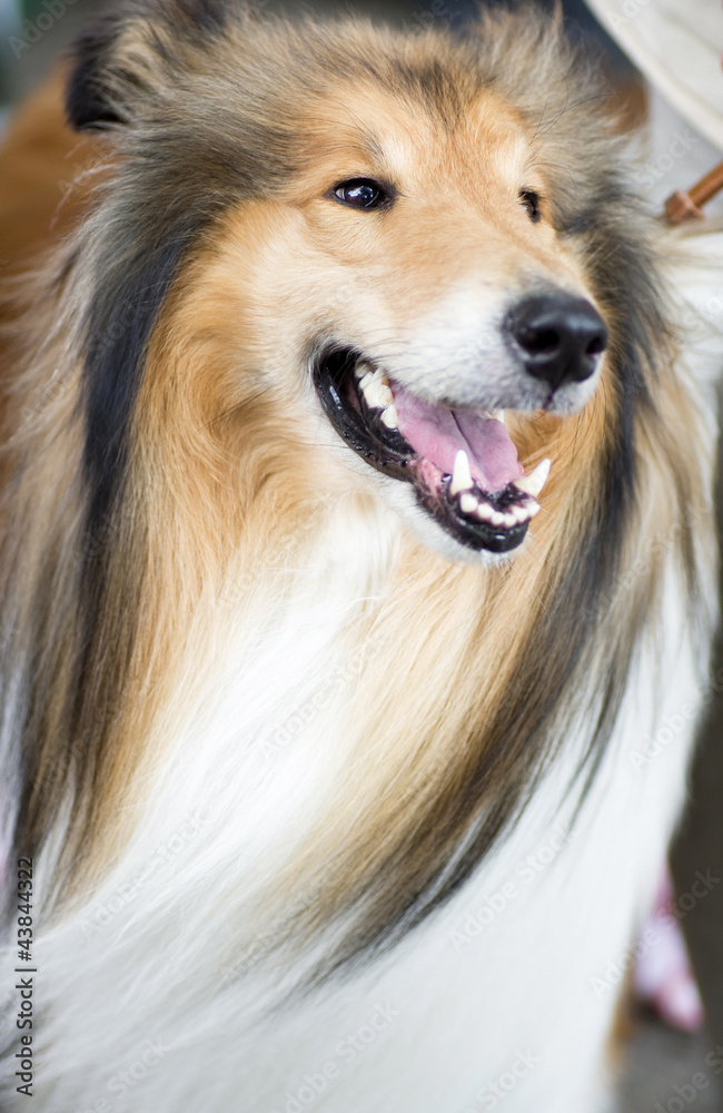 Tan and white Shetland Sheepdog Tan and white Shetland Sheepdog