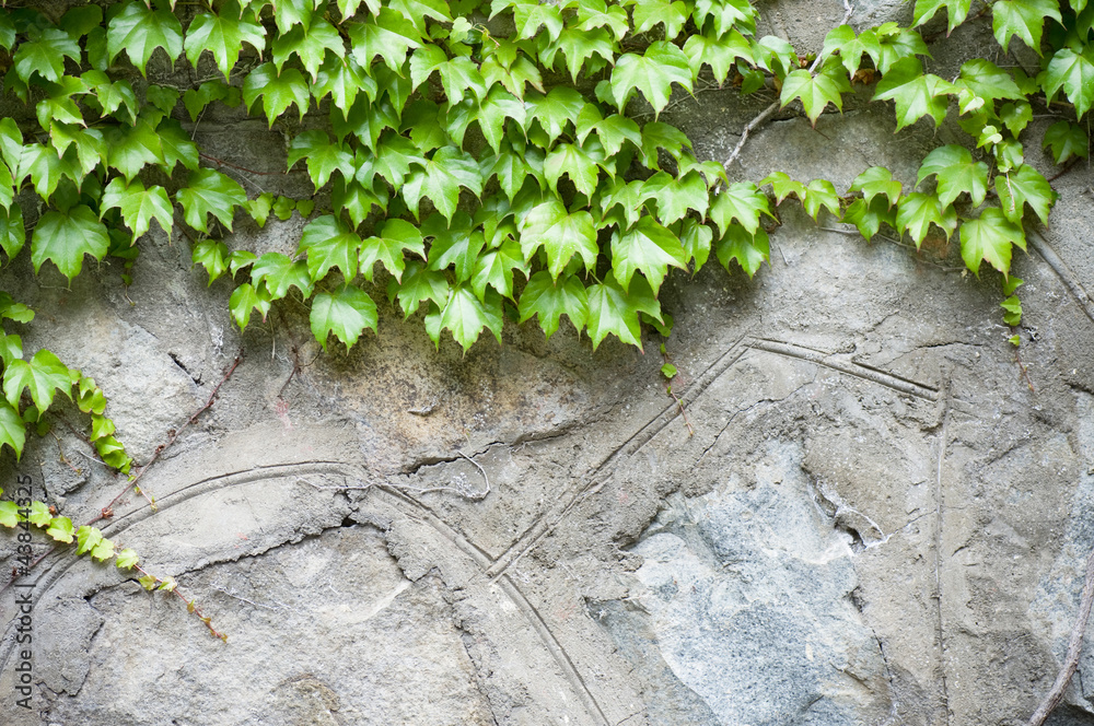 Stone wall and green ivy