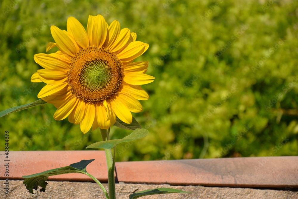 Obraz premium Jeune tournesol en Provence