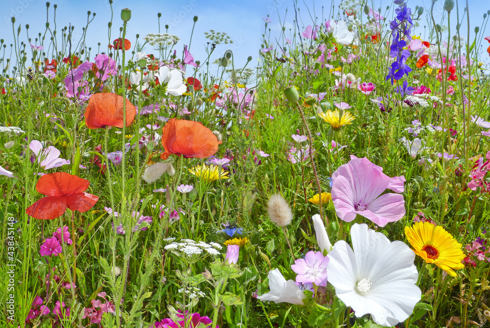 Obraz premium letnie łąki kwiaty i błękitne niebo