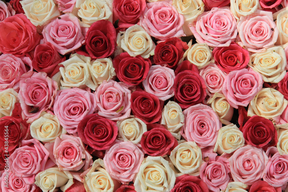 White and pink roses in arrangement White and pink roses in arrangement