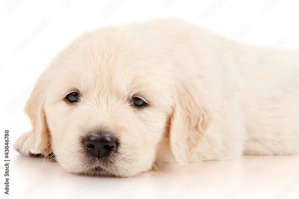 Golden retriever puppy