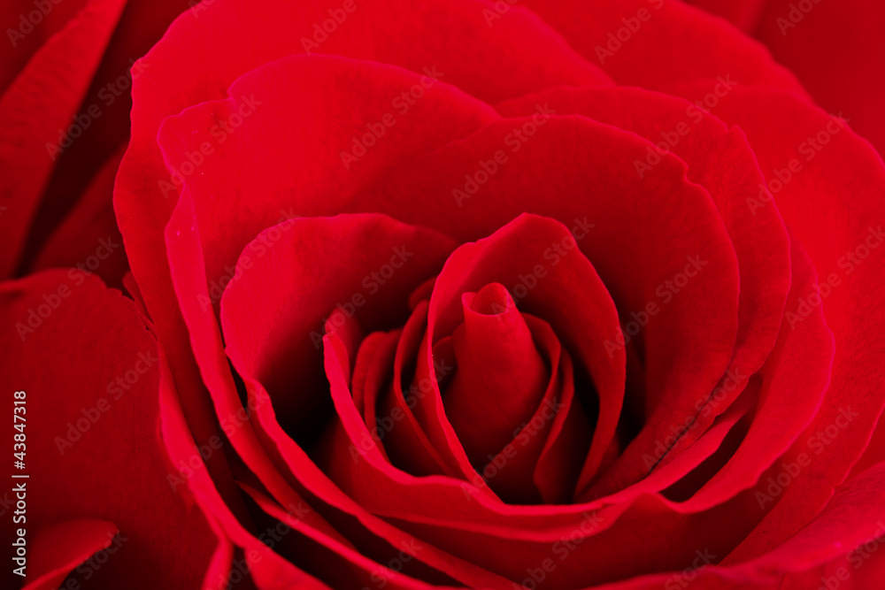 red rose red rose