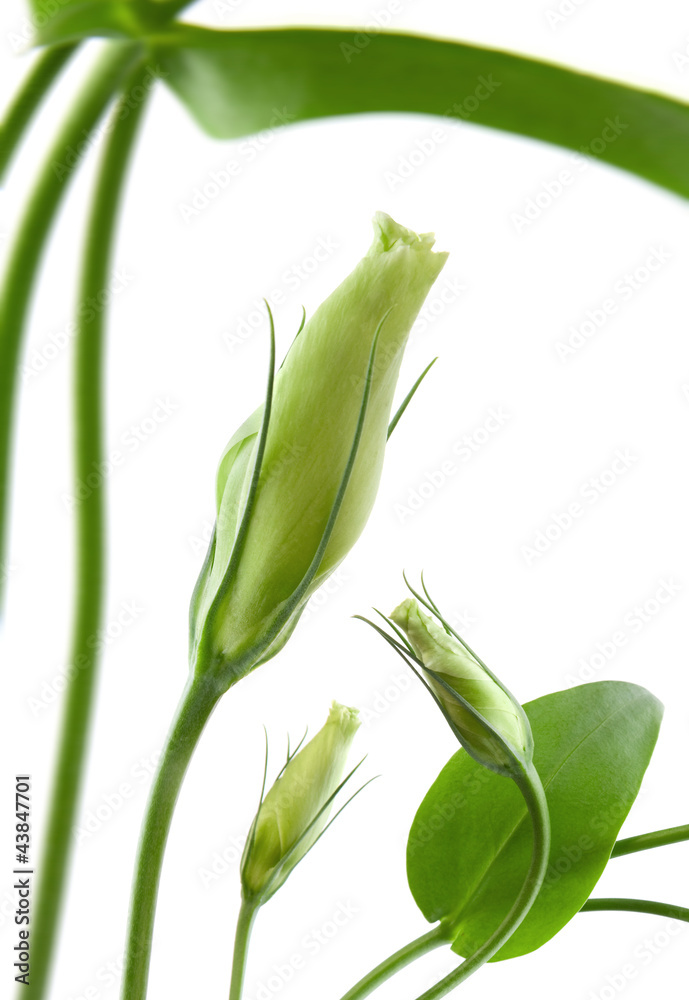 custom made wallpaper toronto digitalEustoma flower