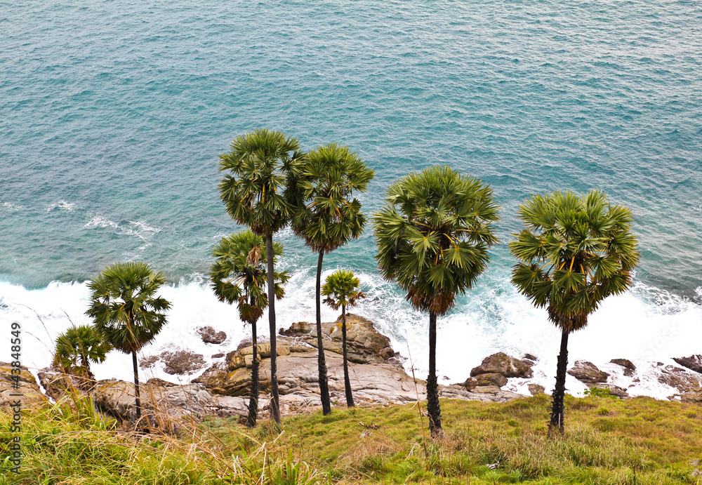 Sugar Palms by the Andaman Sea, Phuket, Thailand. Sugar Palms by the Andaman Sea, Phuket, Thailand.