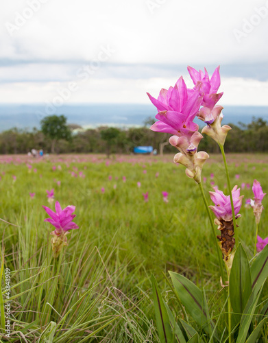 Siam Tulip or Krajeaw flower photo