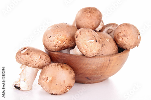 group of mushrooms