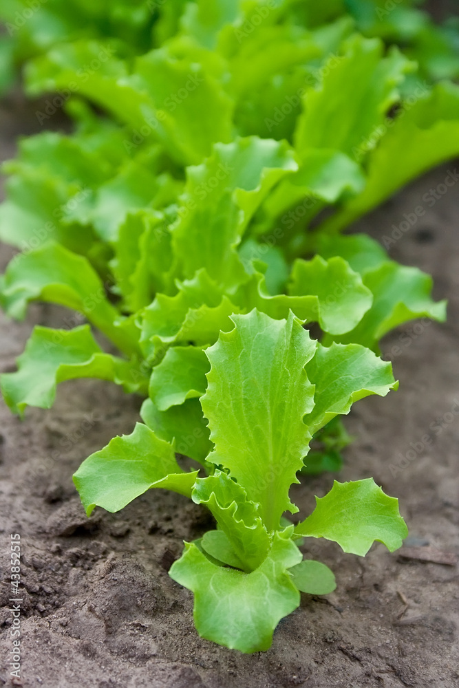 Green lettuce on a garden bed Green lettuce on a garden bed