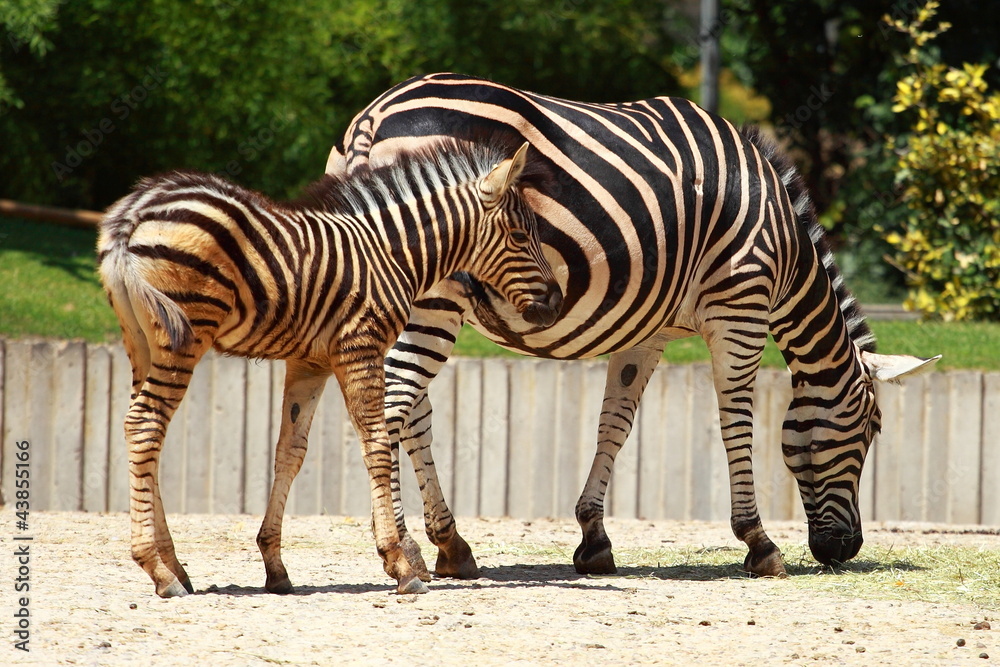 Two playful young zebras