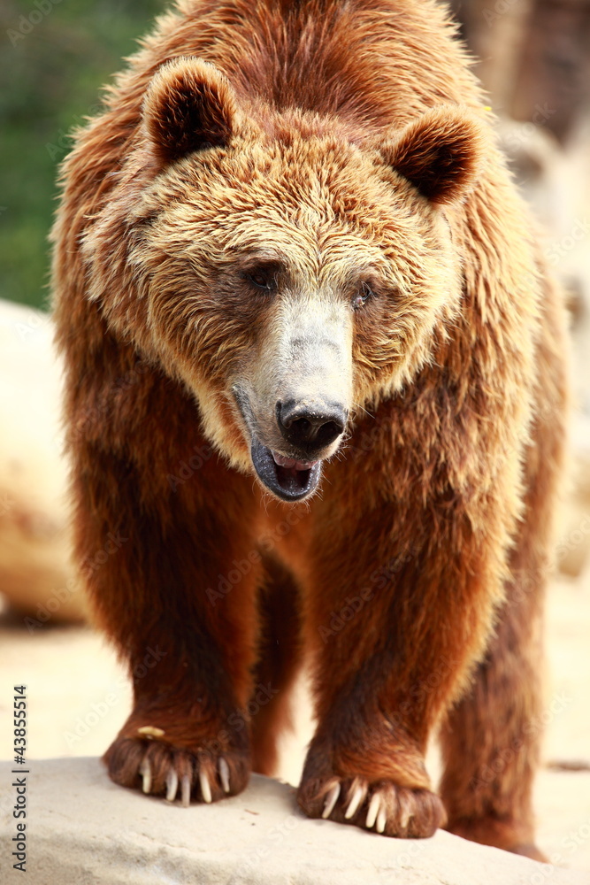 Brown bear looking for food in Madrid Zoo