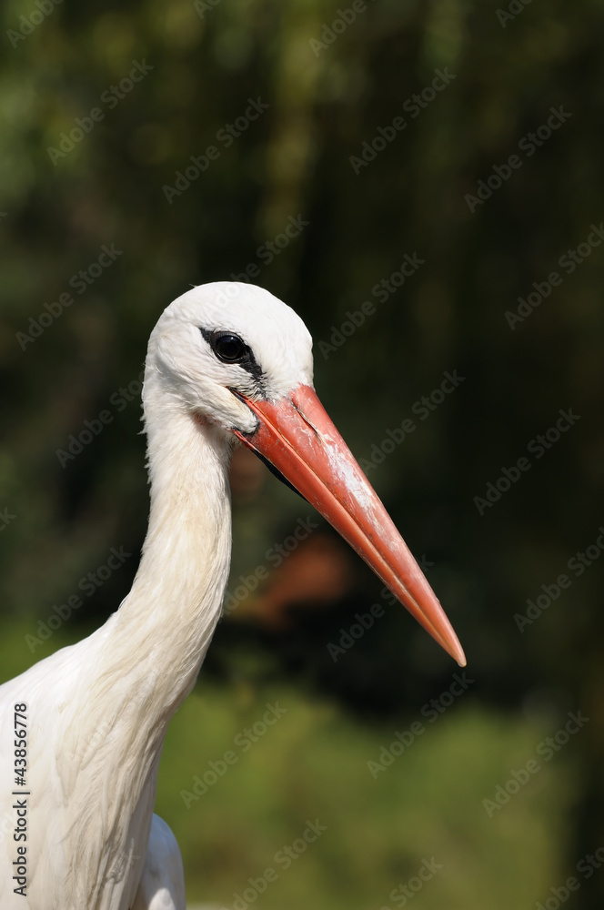 Fototapeta premium Head of white stork on front of forest