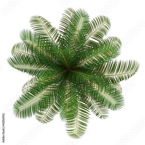 top view of coconut palm tree isolated on white background