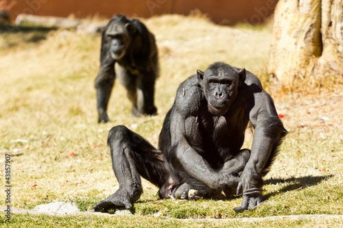 Chimpanzee © derejeb