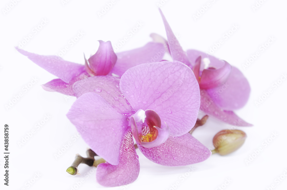 Obraz premium Orchidea