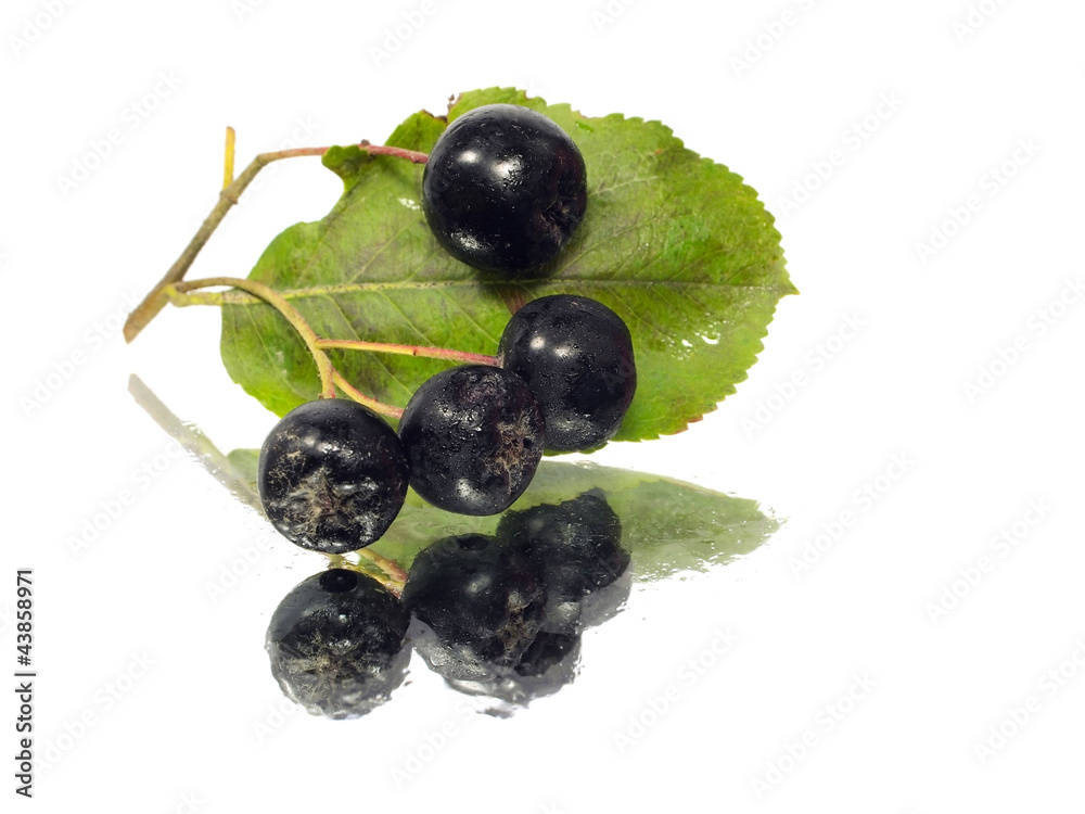 black chokeberry black chokeberry