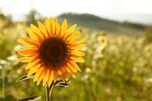 Beautiful sunflower in the field