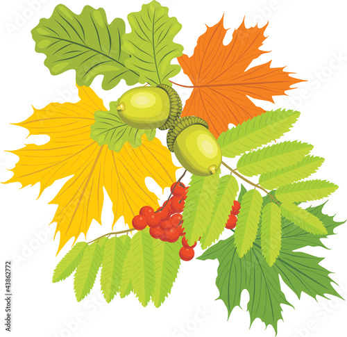 Acorns, rowan and maple leaves isolated on the white
