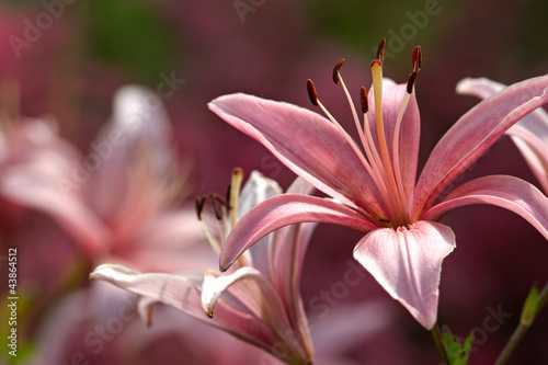 Pale violet lilies