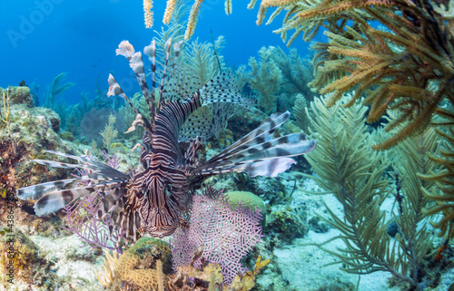 red lionfish (Pterois volitans) © John Anderson