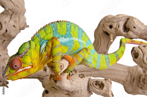 Colorful chameleon.