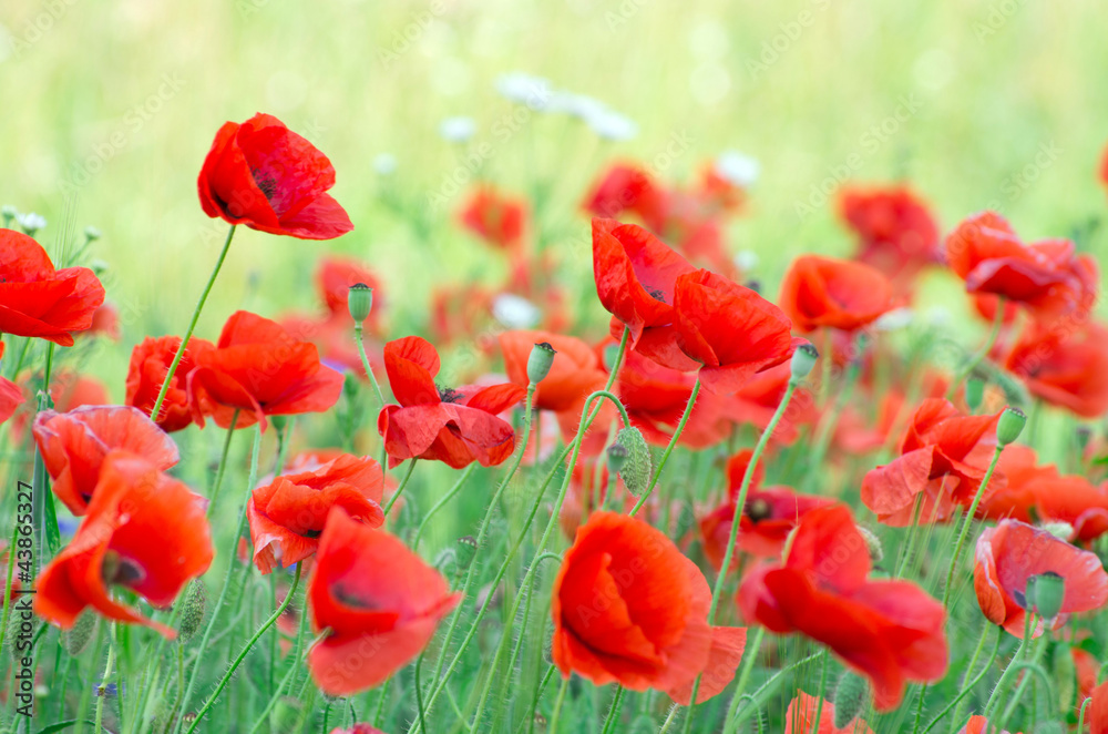 Fototapeta premium red poppy
