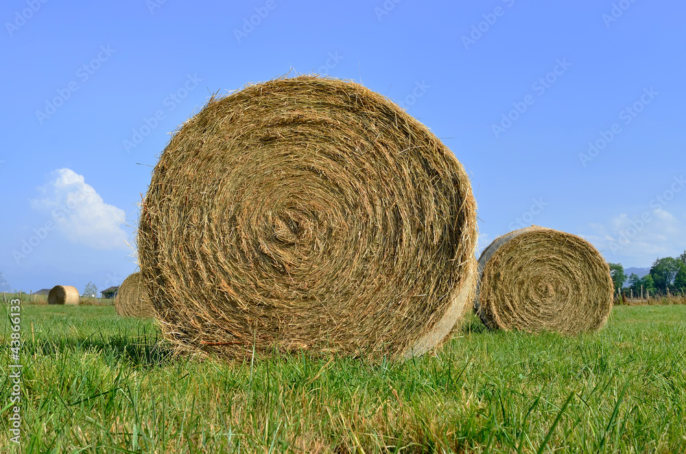 bottes de foin,harvest,fenaison,saison bottes de foin,harvest,fenaison,saison