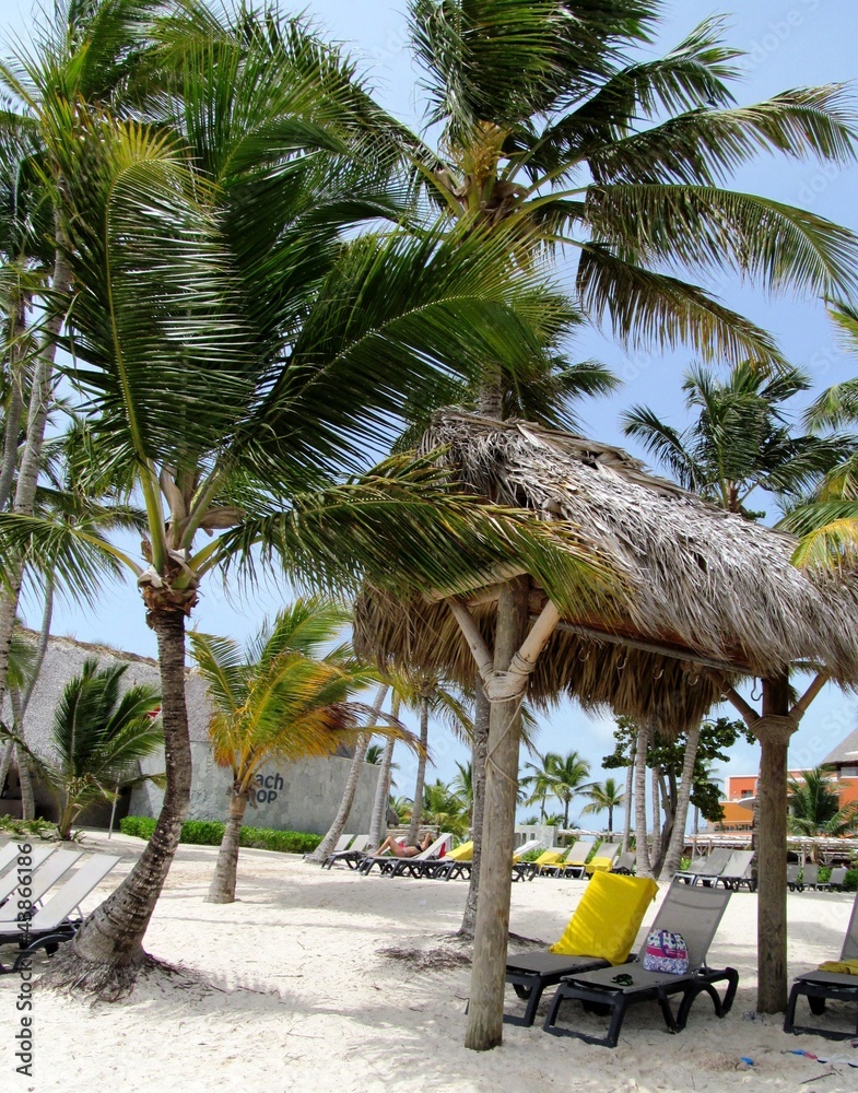 descanso bajo las palmeras en una playa caribeña foto de Stock | Adobe Stock