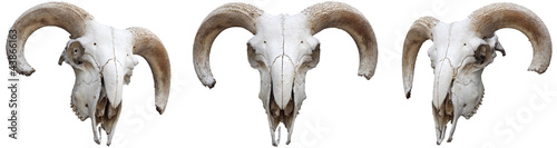 Skeleton sheeps head with horns