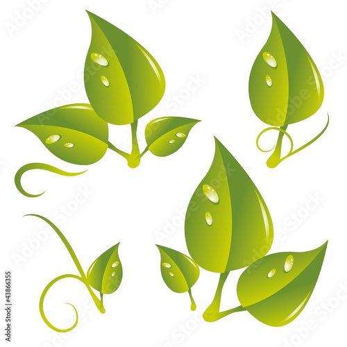 Blatt Blätter Tropfen