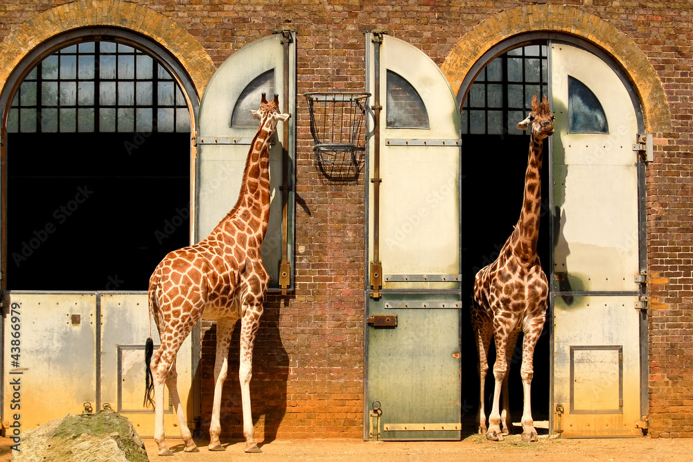Naklejka premium Żyrafy w londyńskim zoo w Regent Park