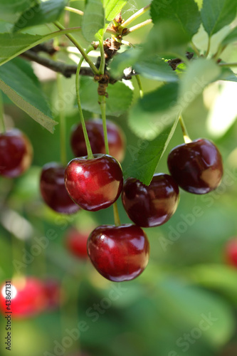 Fotografie, Obraz Cherries hanging on a cherry tree branch