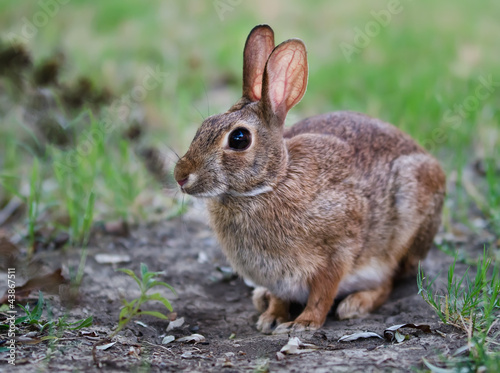 Cautious looking cottontail bunny rabbit © leekris