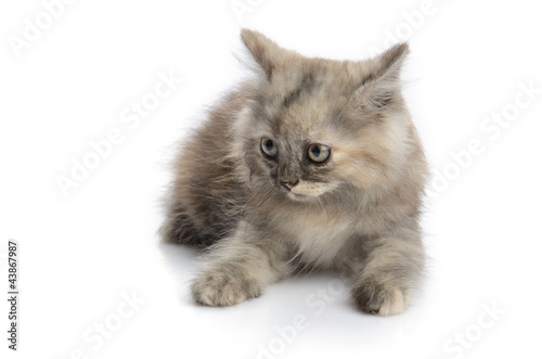 Photography a little persian kitten isolated on white