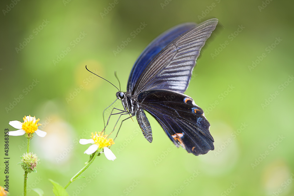 Fototapeta premium colorful butterfly for adv or others purpose use