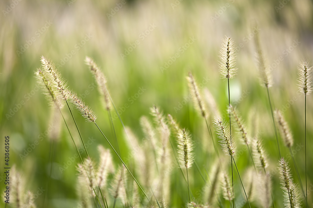 Fresh green grass nice background (Napiergrass Taishigrass)